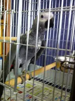 New Birdie at work 30 Dec 2012.webp