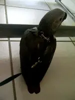 Birdie on leash 22 Dec 2012.webp