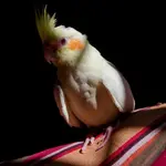 DSC_5092.webp