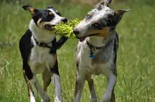 Dog's @ Bruce's (6).webp