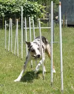 ethans 5th   dogs 281.webp