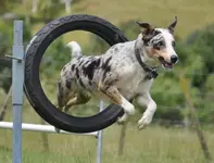 ethans 5th   dogs 339.webp