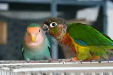 10583_10151664048728406_1407036142_n.webp