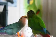 1208471_10151664048128406_698063025_n.webp
