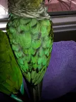 feathers.webp feathers.webp