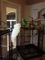 IMG_0405 (600x800).webp