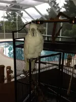 IMG_0406 (600x800).webp