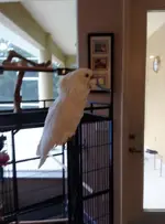 IMG_0403 (586x790).webp