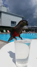 Bodhi_Pool.webp