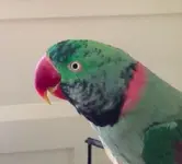 iago head.webp