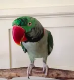 Iago head 2.webp
