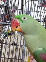 10617267_700180063370491_1912443460_n.webp