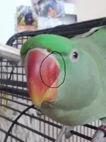 10617425_700180090037155_1887606663_n.webp