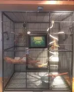 Cage 20150828.webp