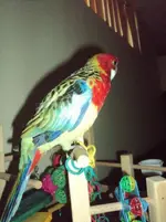 Napoleon (2).webp