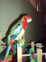 Napoleon (3).webp