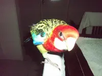 Napoleon (4).webp