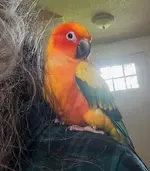 Nugget in my Hair.webp