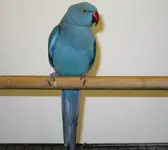 Tweekie.webp