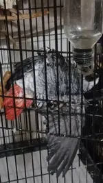 VideoCapture_20250406-153040.webp