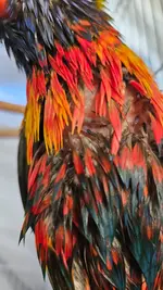 20250421_102837.webp