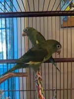 Alistair and Gertie.webp