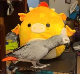 20250426_070337.webp