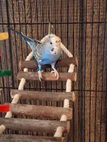 1000001576.webp