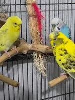 bird_pictures (2).webp bird_pictures (2).webp