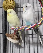 bird_pictures (3).webp