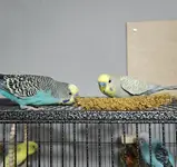 bird_pictures (4).webp bird_pictures (4).webp