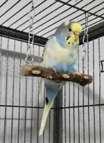 bird_pictures (5).webp bird_pictures (5).webp
