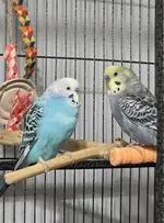 bird_pictures (8).webp bird_pictures (8).webp