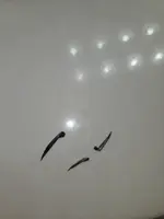feathers.webp