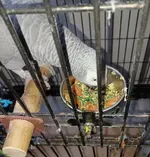 20250417_072336.webp
