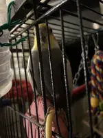 Redshift caged Sept 2025.webp