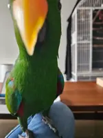 best birbs 2 20240122_121310.webp