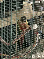 Quasar eating first nutriberry at new home_Oct 1 2025_2.webp