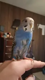 Screenshot 2025-11-29 7.15.57 PM.webp