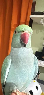 rio 1.webp
