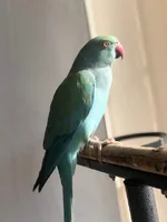 rio 3.webp