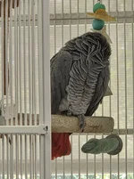 TobiSnoozing.webp