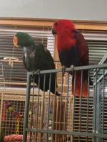 Bob and Paisley.webp