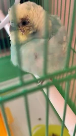 bird (1).webp