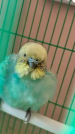 bird .webp