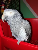 fenix 1.webp