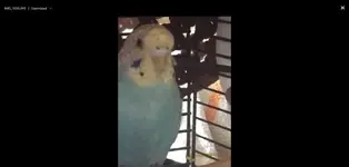 Budgie1.webp