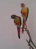 conures1.webp