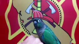 firefightere fiji.webp