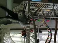 louise5 (768x1024) (768x1024).webp